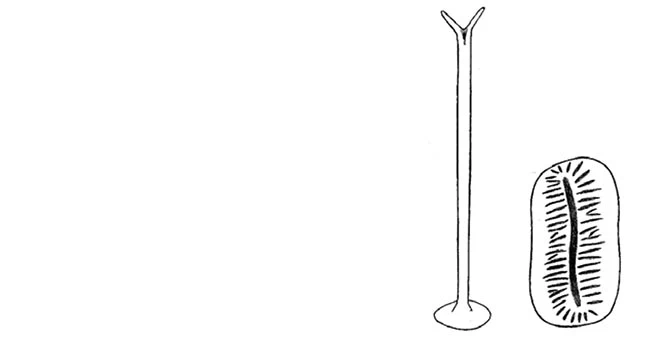 Acanthocystis antonkomolovi
