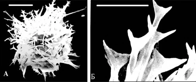 Acanthocystis astrakhanensis