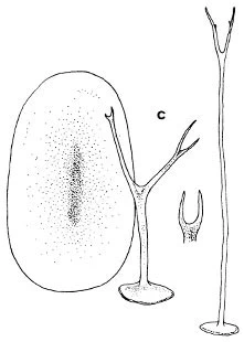 Acanthocystis bicornis