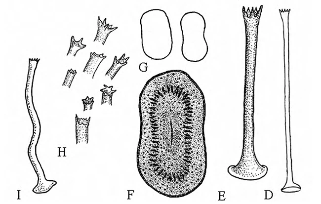 Acanthocystis costata