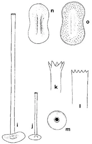 Acanthocystis dresscheri