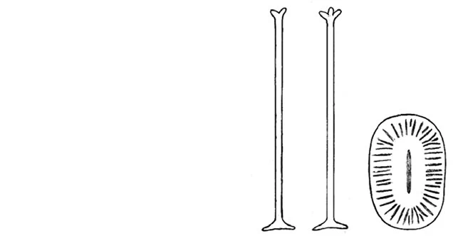 Acanthocystis elenazhivotovae