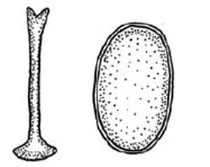 Acanthocystis kirilli