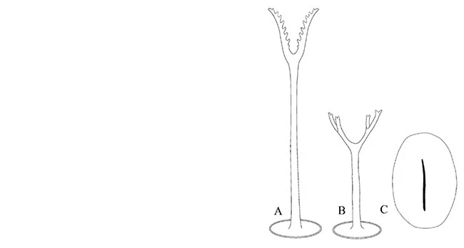 Acanthocystis lyra