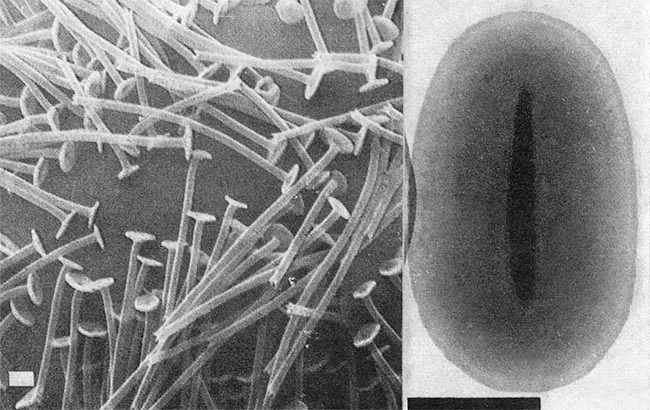 Acanthocystis myriospina