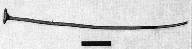 Acanthocystis myriospina