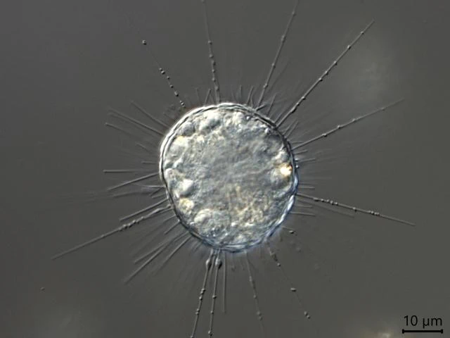Acanthocystis myriospina