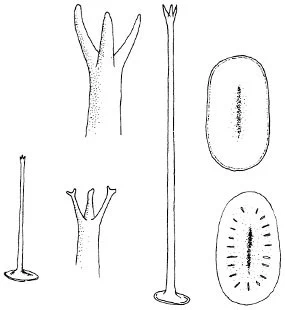 Acanthocystis trifurca