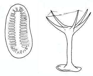 Acanthocystis nichollsi malayensis