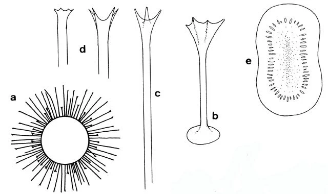 Acanthocystis nichollsi