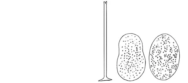 Acanthocystis olgashelestae