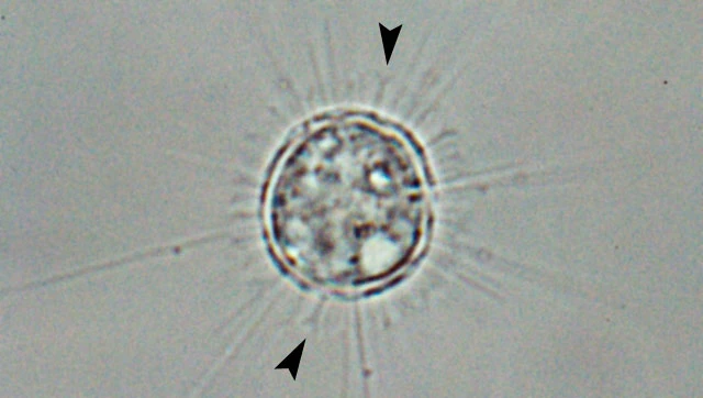 Acanthocystis pectinata