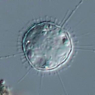 Acanthocystis pectinata