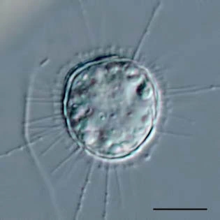Acanthocystis pectinata