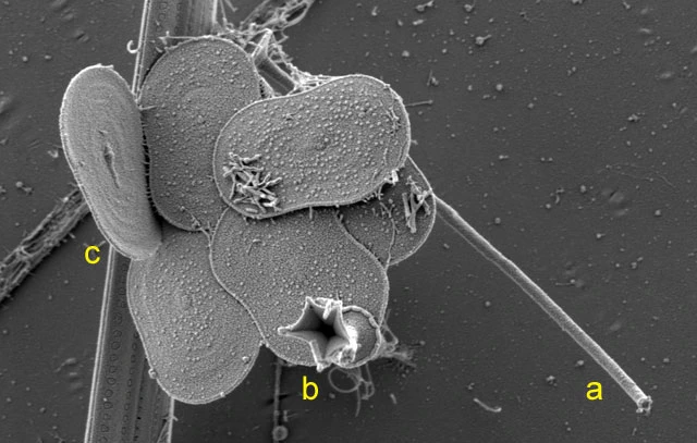 Acanthocystis pectinata
