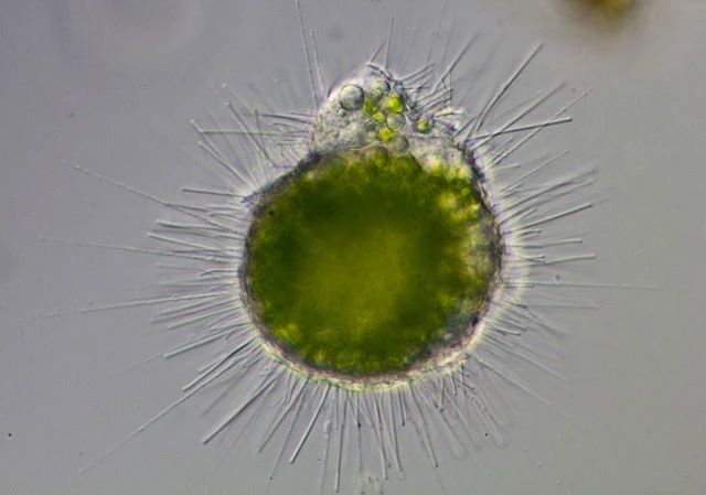 Acanthocystis penardi