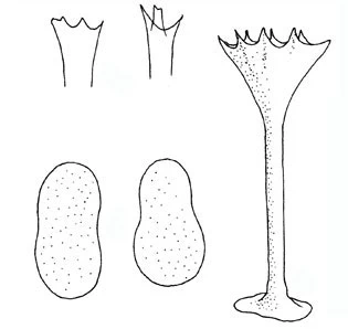 Acanthocystis polymorpha