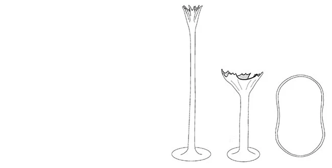 Acanthocystis siemensmae