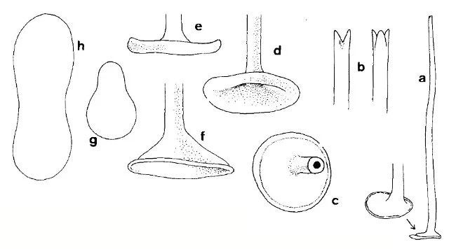 Acanthocystis spinifera