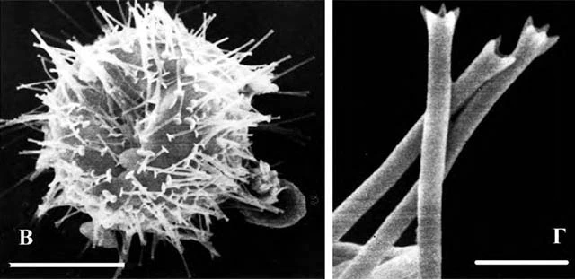 Acanthocystis taurica