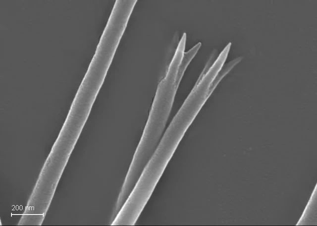 Acanthocystis myriospina