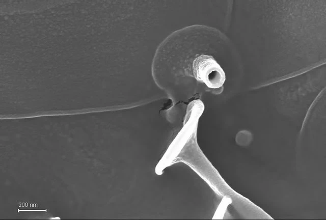 Acanthocystis myriospina