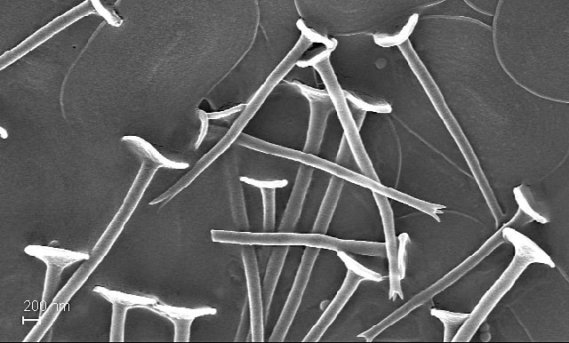 Acanthocystis myriospina