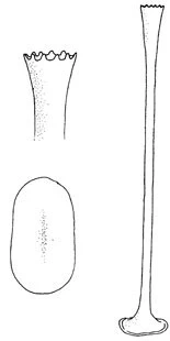 Acanthocystis clavata