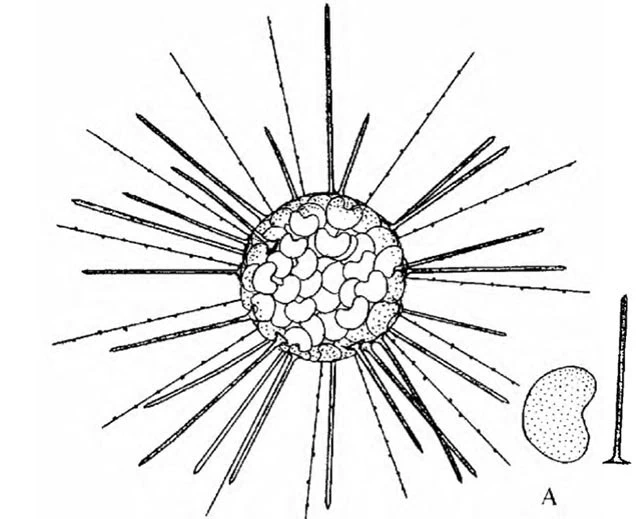 Acanthocystis wiasemskii