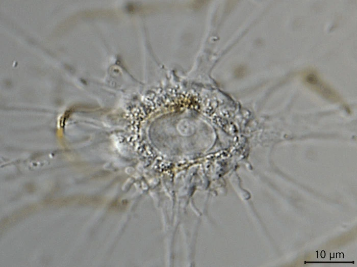 Actinocoma ramosa