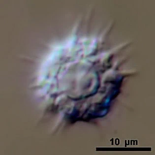 actinocoma ramosa - Ferry Siemensma