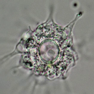 Actinocoma ramosa