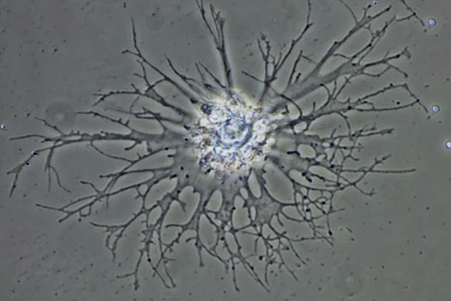 Actinocoma ramosa