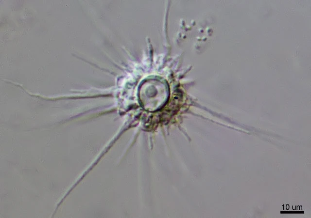 Actinocoma ramosa