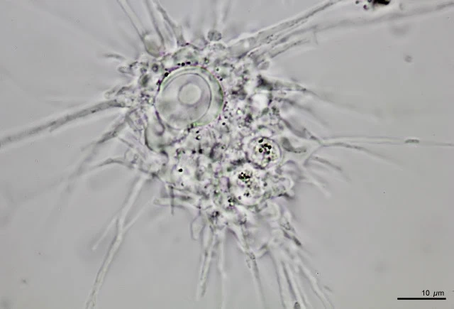 Actinocoma ramosa