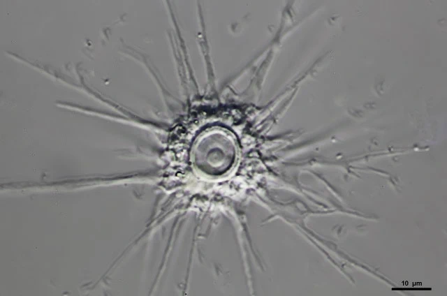 Actinocoma ramosa