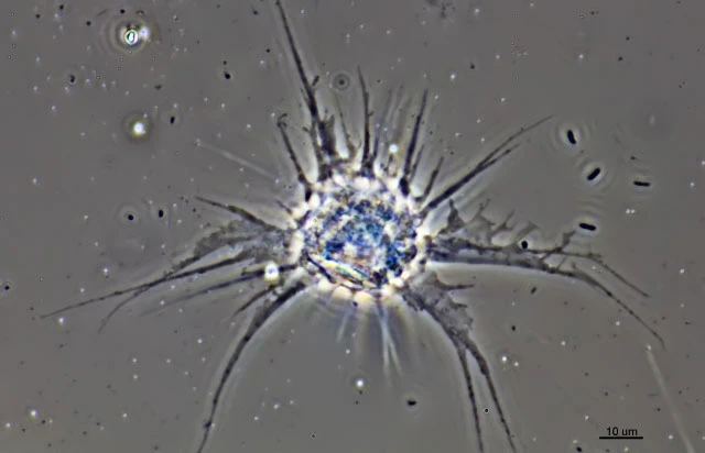 Actinocoma ramosa
