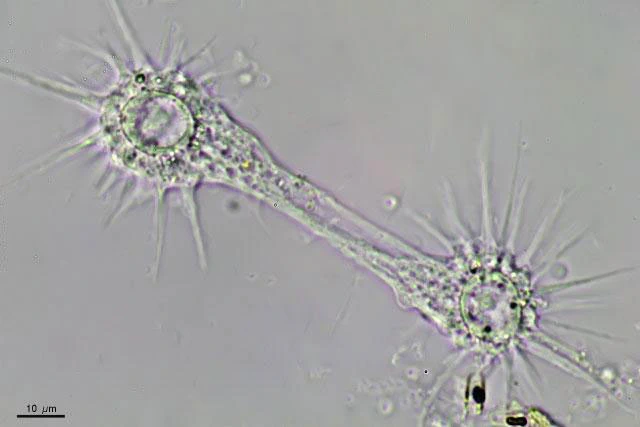 Actinocoma ramosa