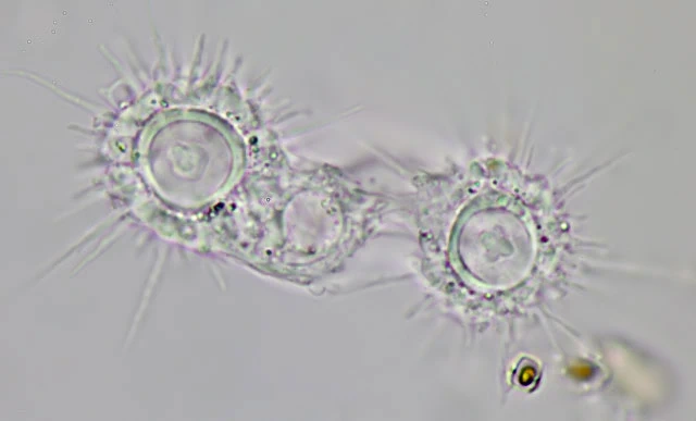 Actinocoma ramosa