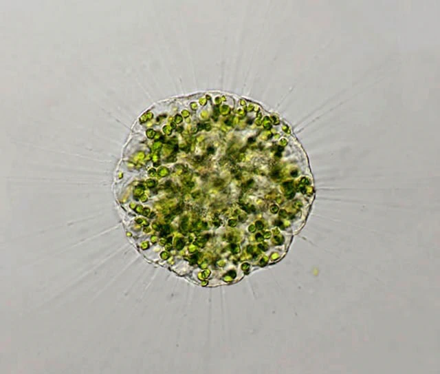 Actinophrys sol