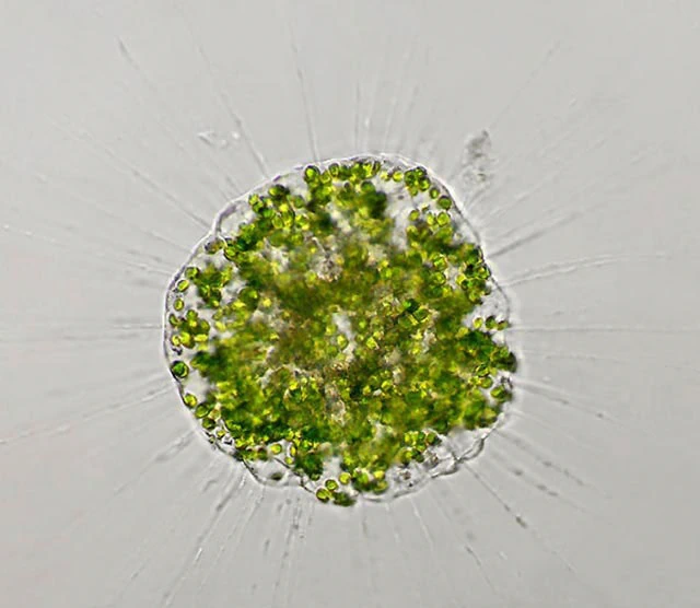Actinophrys sol
