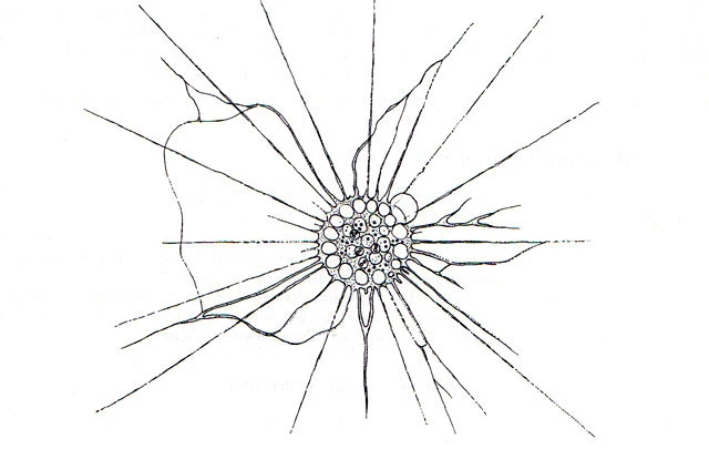 Actinosphaerium arachnoideum