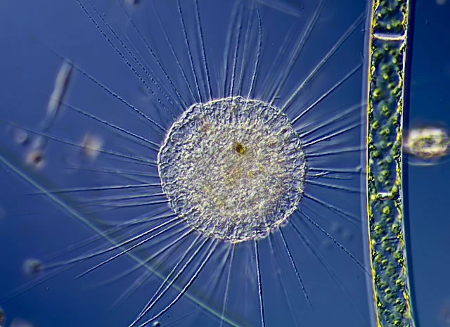 Actinosphaerium eichhornii