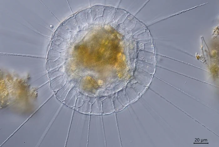 Actinosphaerium-eichhornii