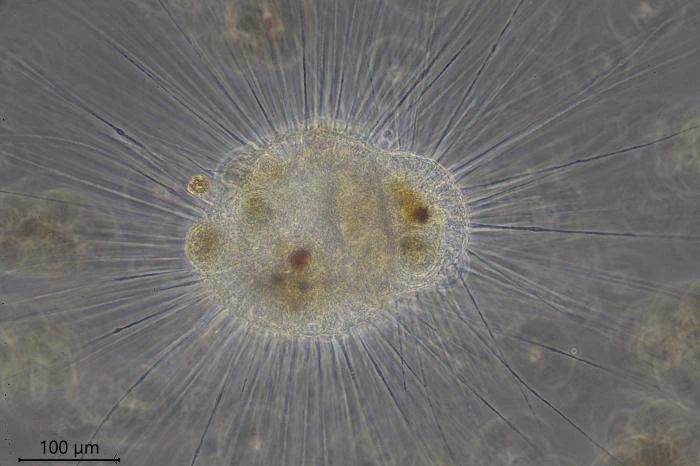 Actinosphaerium nucleofilum
