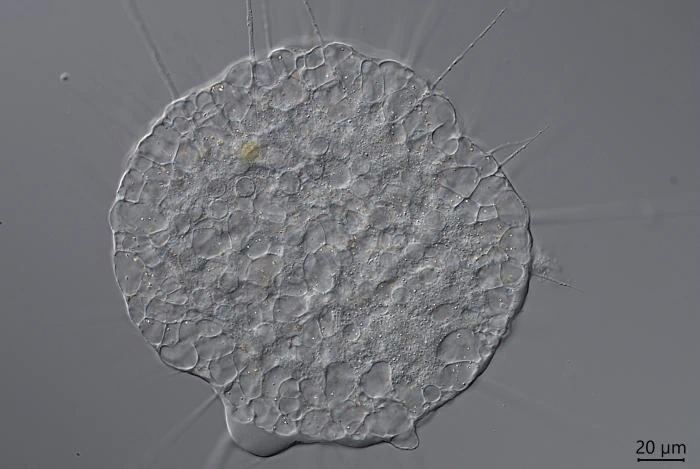 Actinosphaerium nucleofilum