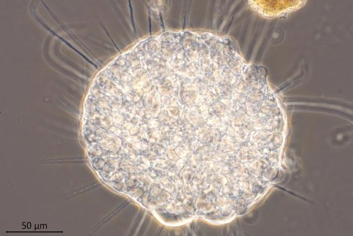 Actinosphaerium nucleofilum