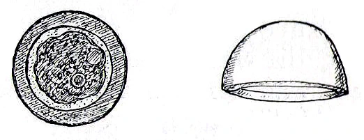 Pyxidicula operculata