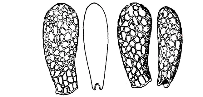 Alabasta kivuense
