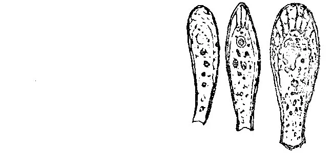 Alabasta longicollis